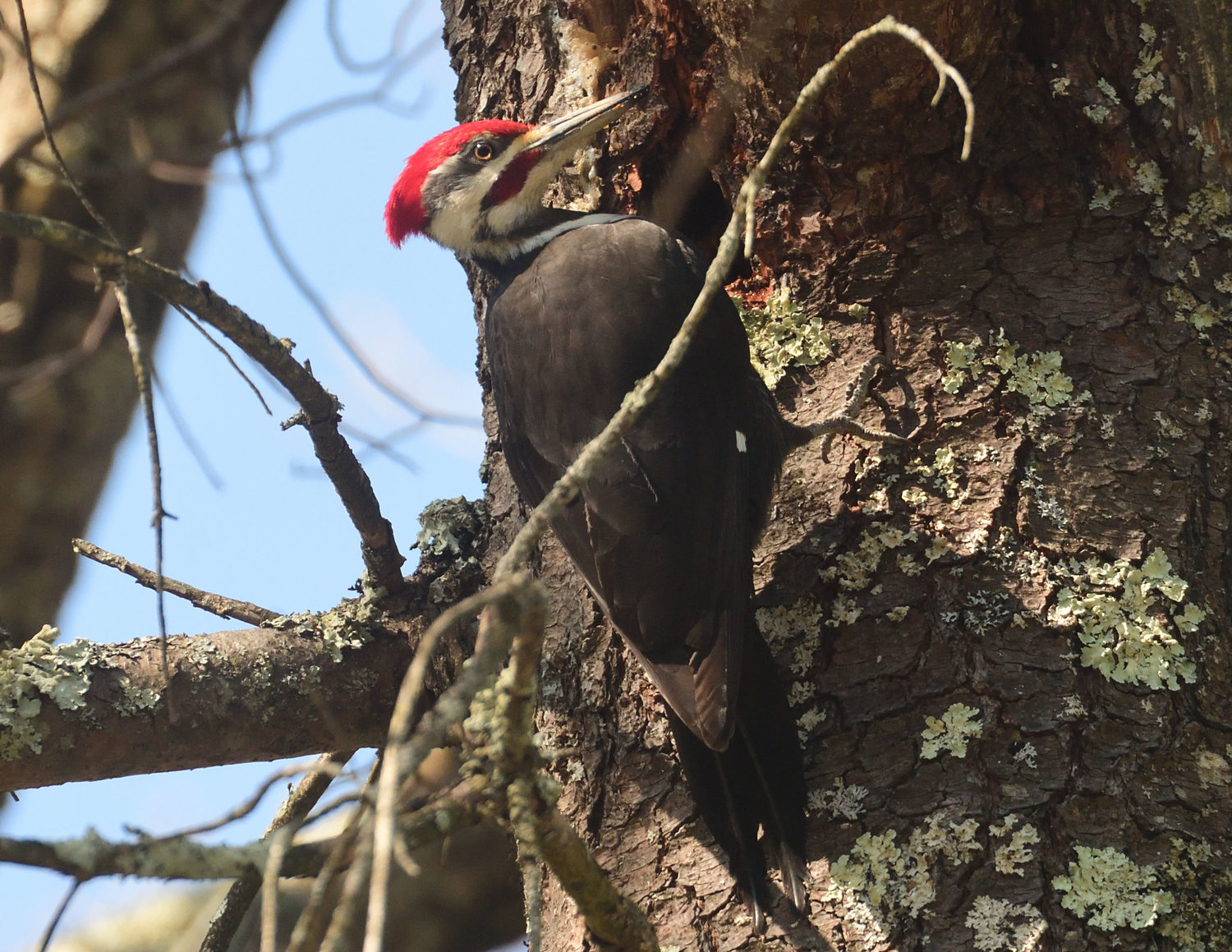 The pileated woodpecker is the largest woodpecker in the region. Like other woodpeckers, the male has more red than the female (the male has red cheek stripes—the female has black stripes). In flight, they display white underwing sections. Their call is loud and described as whinnying. The drum is a gradually fading roll that lasts about three seconds, gradually diminishing in volume through the drum.